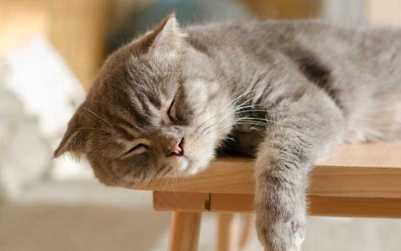 tanda penyakit pada kucing