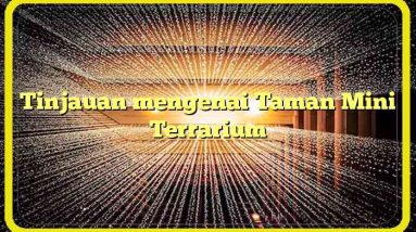 Tinjauan mengenai Taman Mini Terrarium